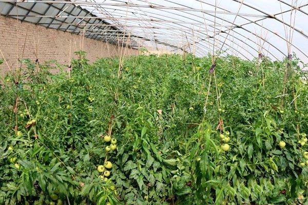 西红柿高温管理技术「夏季高温番茄怎么种植的」 西红柿高温管理技术「夏季高温番茄怎么种植的」 种植技巧