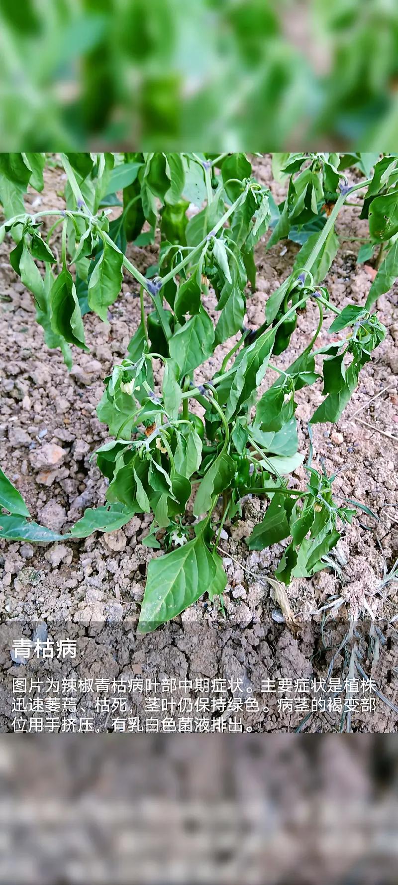 番茄、辣椒青枯病如何从苗期开始预防「净水桶种番茄怎么种植的」 番茄、辣椒青枯病如何从苗期开始预防「净水桶种番茄怎么种植的」 种植技巧