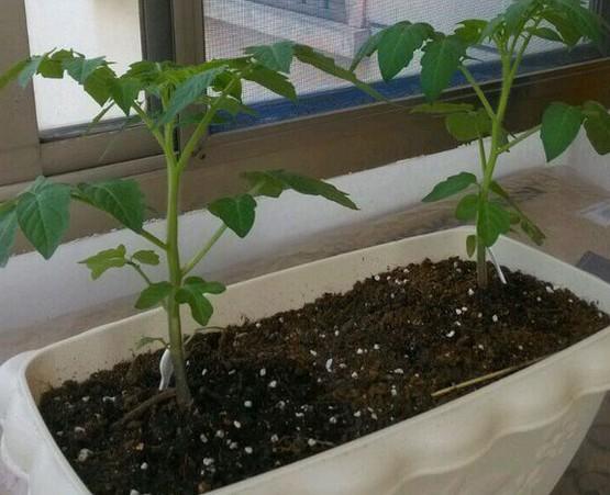 西红柿幼苗移栽怎么栽最好「新买的小番茄怎么种植视频」 西红柿幼苗移栽怎么栽最好「新买的小番茄怎么种植视频」 种植技巧