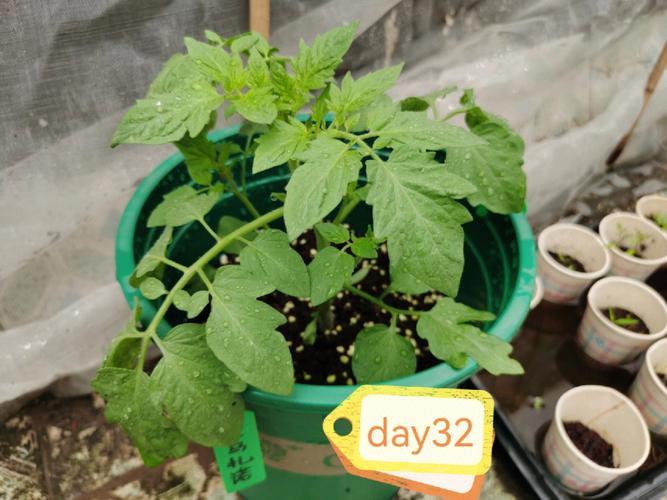 幻兽帕鲁番茄种子怎么拿「番茄种植道具怎么用的啊」 幻兽帕鲁番茄种子怎么拿「番茄种植道具怎么用的啊」 番茄种植技巧