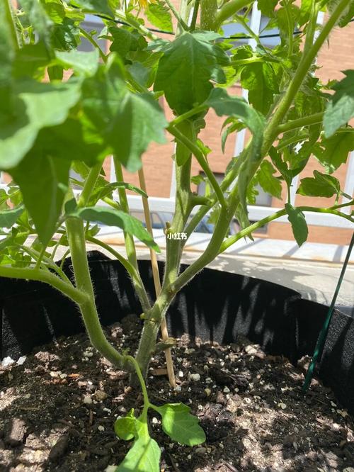 大家帮忙看看番茄怎么剪枝打顶「种植大番茄怎么修枝视频」 大家帮忙看看番茄怎么剪枝打顶「种植大番茄怎么修枝视频」 番茄种植技巧