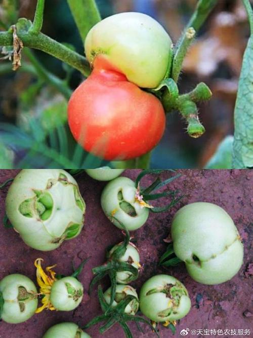 种植番茄后期出现了畸形果，应该怎样防治「番茄种植早衰怎么办视频」 种植番茄后期出现了畸形果，应该怎样防治「番茄种植早衰怎么办视频」 农业常识