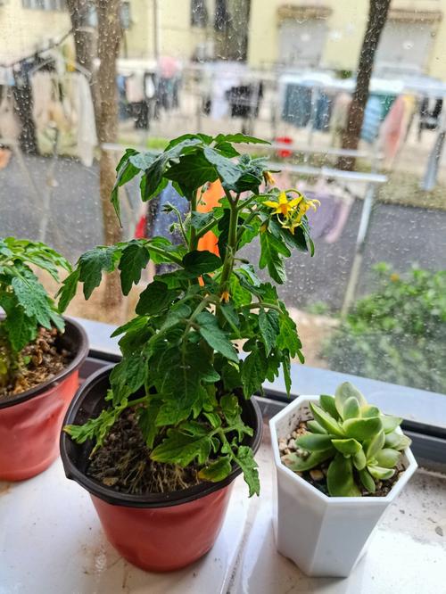 番茄苗都开花了可以移栽吗「番茄烂了怎么种植花盆里」 番茄苗都开花了可以移栽吗「番茄烂了怎么种植花盆里」 番茄种植技巧