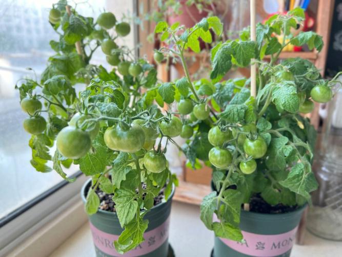 怎么利用没有封闭的阳台种蔬菜「钻石番茄怎么种植视频教程」 怎么利用没有封闭的阳台种蔬菜「钻石番茄怎么种植视频教程」 种植技巧