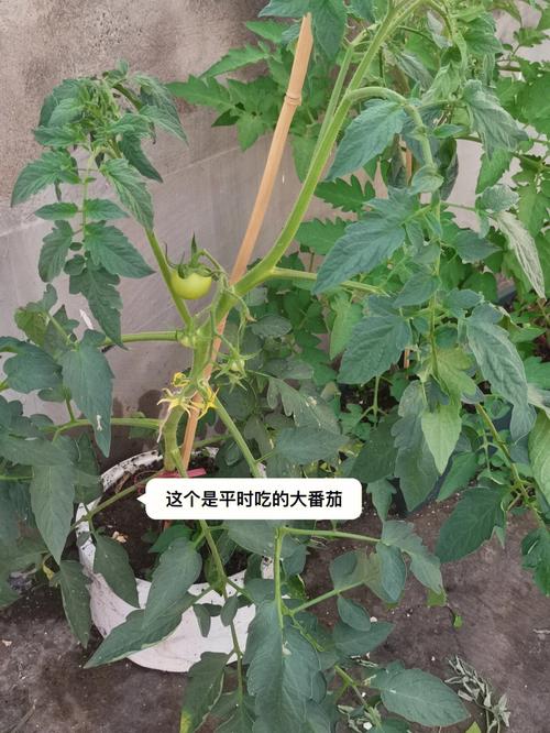 瀑布番茄如何吊枝「怎么种植瀑布番茄树苗」 瀑布番茄如何吊枝「怎么种植瀑布番茄树苗」 番茄种植技巧