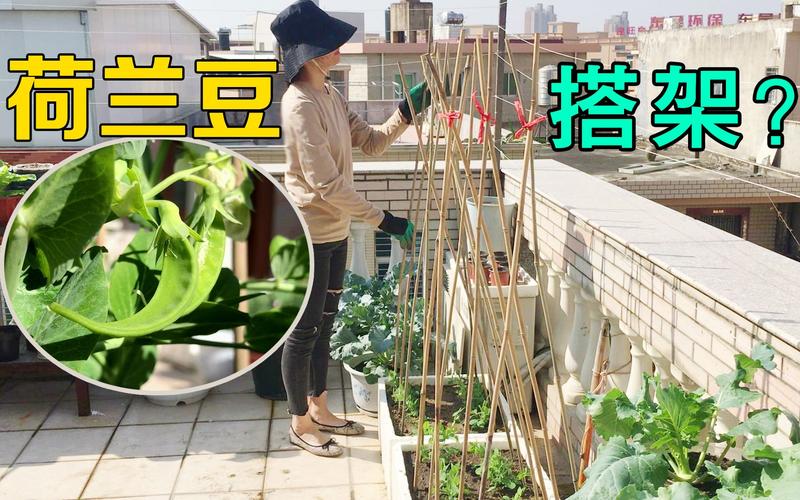 怎样种植荷兰豆「安徽蔬菜种植技巧视频教程」 怎样种植荷兰豆「安徽蔬菜种植技巧视频教程」 土壤施肥