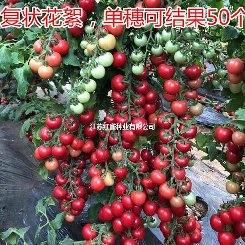 2018年的春夏流行彩妆有什么「鎏金番茄种子怎么种植的视频」 番茄病虫害防治 2018年的春夏流行彩妆有什么「鎏金番茄种子怎么种植的视频」 2018年的春夏流行彩妆有什么「鎏金番茄种子怎么种植的视频」 番茄病虫害防治