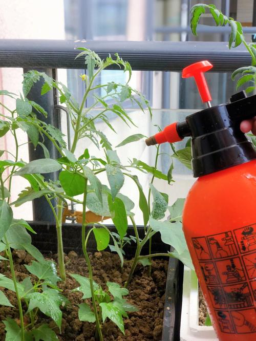 茄子与西红柿能一起栽吗「怎么种植番茄茄子视频」 茄子与西红柿能一起栽吗「怎么种植番茄茄子视频」 农业常识