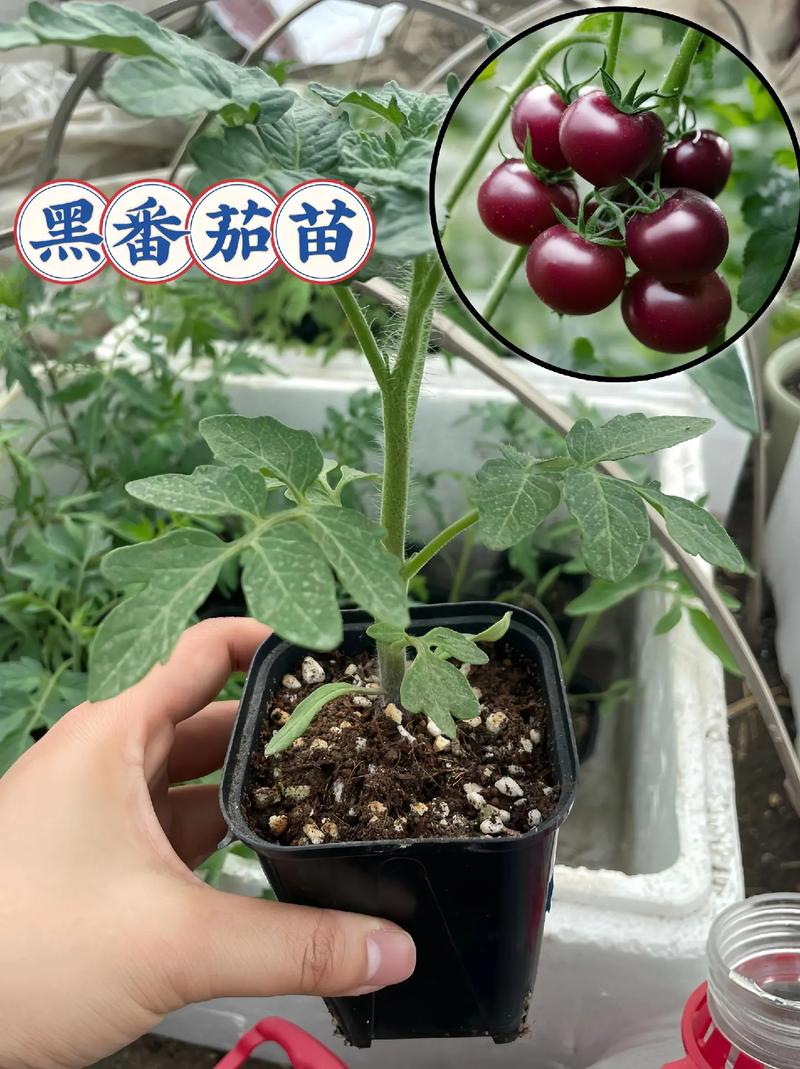 家庭种植番茄苗方法「小番茄小苗盆栽怎么种植视频」 家庭种植番茄苗方法「小番茄小苗盆栽怎么种植视频」 番茄种植技巧