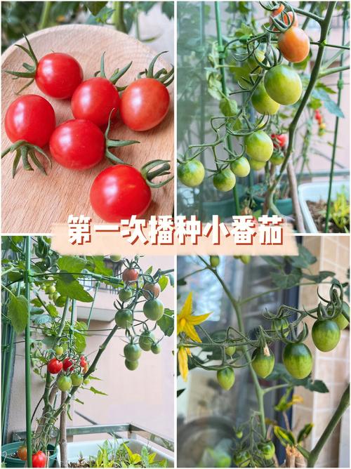 玲珑小番茄种植方法「种植箱种植小番茄怎么种植」 玲珑小番茄种植方法「种植箱种植小番茄怎么种植」 番茄病虫害防治