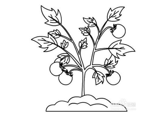 如何画西红柿简笔画「番茄是怎么种植的图画图片」 如何画西红柿简笔画「番茄是怎么种植的图画图片」 植物种类