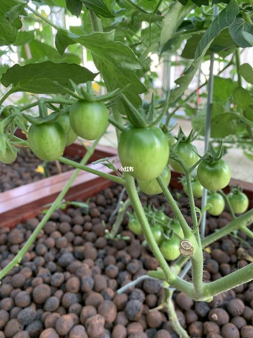 种好番茄和黄瓜需要做好哪些事「屋里种黄瓜番茄怎么种植视频」 种好番茄和黄瓜需要做好哪些事「屋里种黄瓜番茄怎么种植视频」 番茄种植技巧