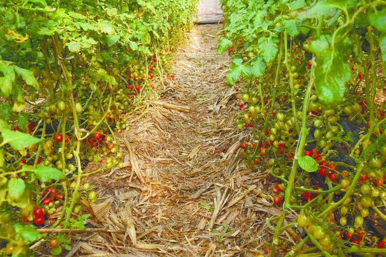 樱桃番茄种植方法全过程「有机番茄怎么种植的呢视频」 樱桃番茄种植方法全过程「有机番茄怎么种植的呢视频」 番茄种植技巧