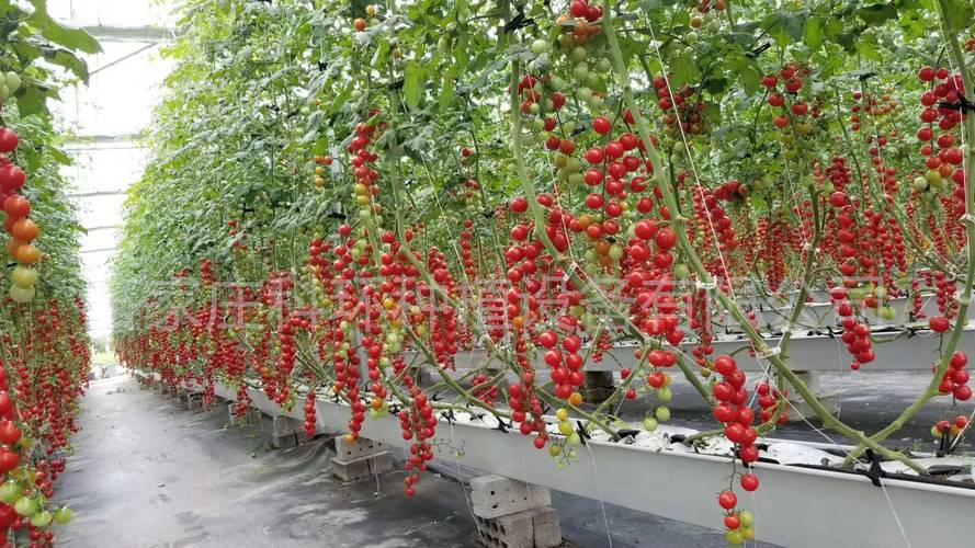 西红柿露天种植技术「自家露天番茄怎么种植视频」 西红柿露天种植技术「自家露天番茄怎么种植视频」 植物种类