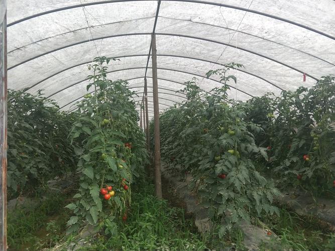 大棚种植番茄技术「现在大棚番茄怎么种植的呢」 大棚种植番茄技术「现在大棚番茄怎么种植的呢」 植物种类