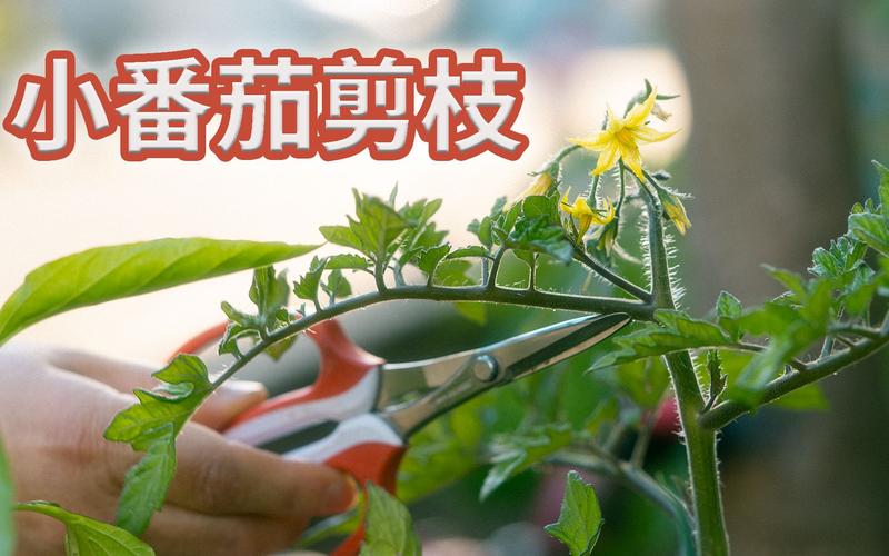 番茄的种植与管理剪枝「菜园种植番茄怎么修枝视频」 番茄的种植与管理剪枝「菜园种植番茄怎么修枝视频」 植物种类