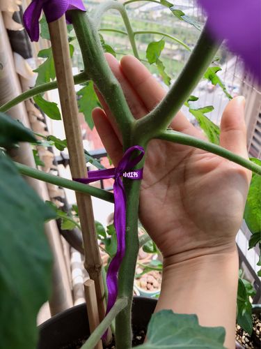 黄色番茄苗怎么种植「黄番茄怎么种植过程简单介绍」 黄色番茄苗怎么种植「黄番茄怎么种植过程简单介绍」 种植技巧