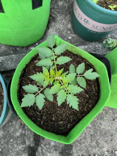 种西红柿要掐苗苗吗「番茄苗苗怎么种植视频」 种西红柿要掐苗苗吗「番茄苗苗怎么种植视频」 花朵知识