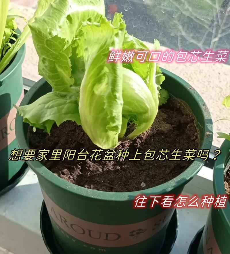 立秋了，可以种什么蔬菜「立秋蔬菜种植小技巧图片大全」 立秋了，可以种什么蔬菜「立秋蔬菜种植小技巧图片大全」 番茄种植技巧