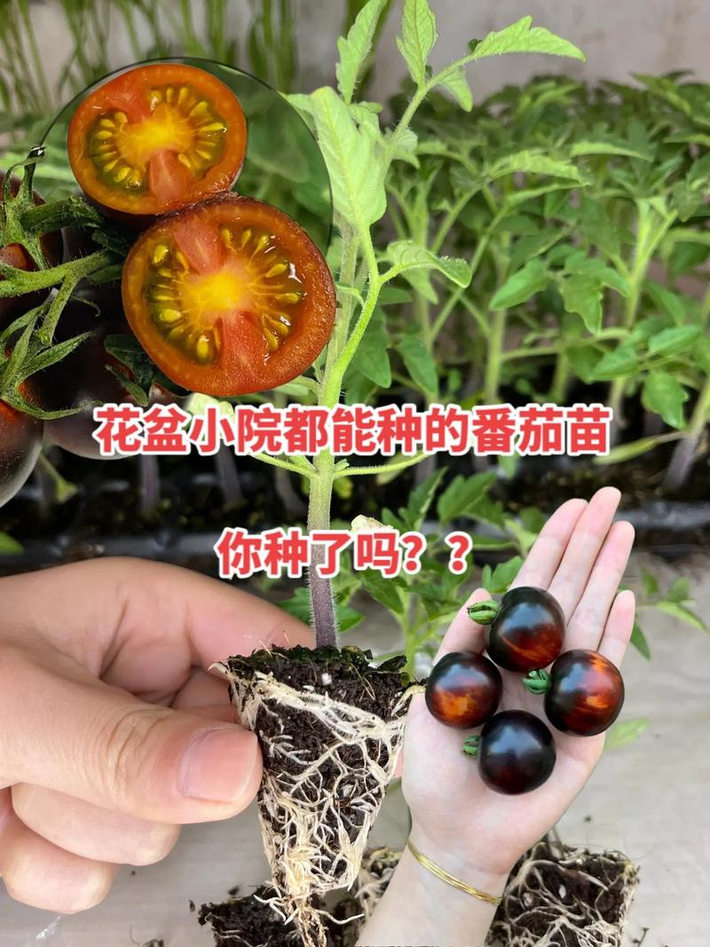 番茄提苗用什么肥「种植小番茄怎么加肥料视频」 番茄提苗用什么肥「种植小番茄怎么加肥料视频」 土壤施肥
