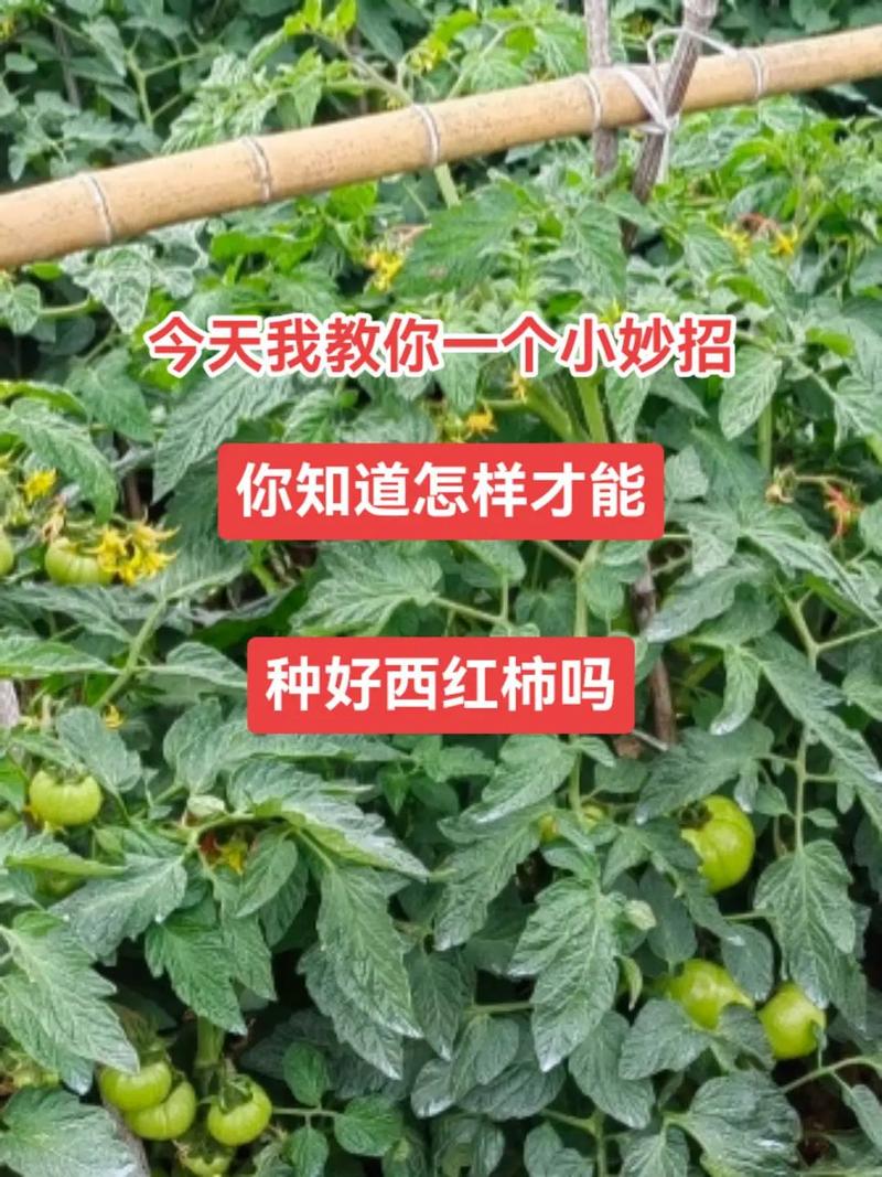 西红柿移栽时间、方法及注意事项「新鲜番茄种菜怎么种植视频」 西红柿移栽时间、方法及注意事项「新鲜番茄种菜怎么种植视频」 土壤施肥