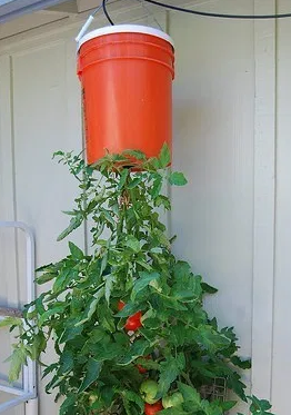 倒挂西红柿种植方法「大瓶子怎么种植番茄视频」 倒挂西红柿种植方法「大瓶子怎么种植番茄视频」 花朵知识