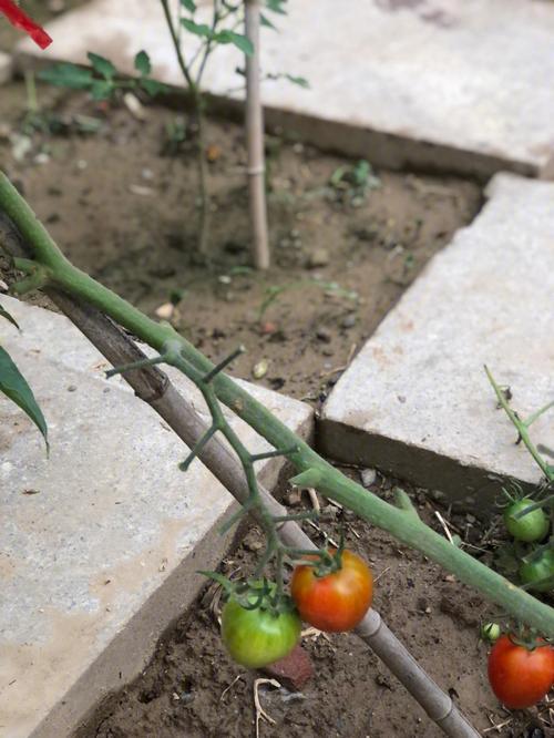番茄春露地栽培技术要点有哪些「美洲大白番茄怎么种植的」 番茄春露地栽培技术要点有哪些「美洲大白番茄怎么种植的」 种植技巧