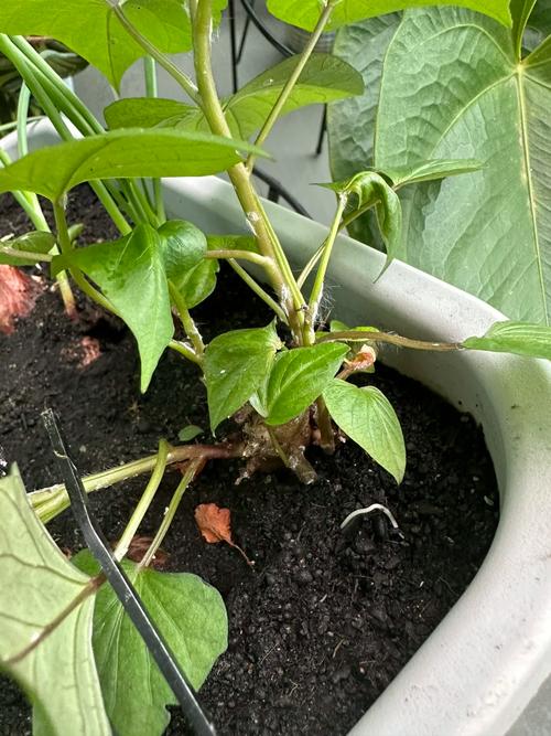 家里花盆养的西红柿长小白虫怎么办「番茄怎么种植小白虫子」 家里花盆养的西红柿长小白虫怎么办「番茄怎么种植小白虫子」 番茄种植技巧