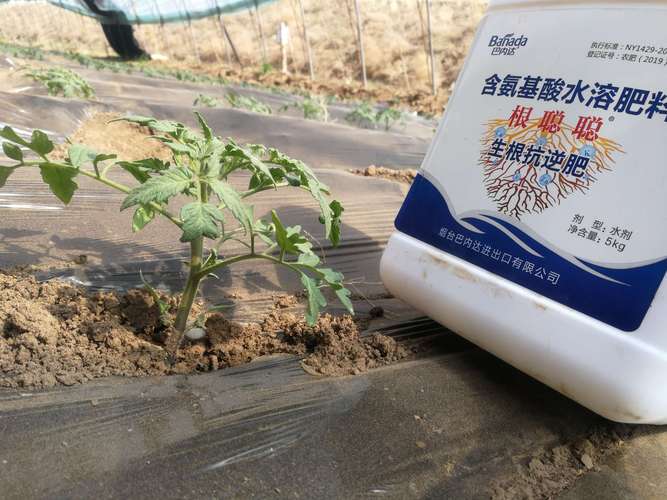 西红柿需要多大的种植袋「番茄种植怎么配基质肥料」 西红柿需要多大的种植袋「番茄种植怎么配基质肥料」 植物种类
