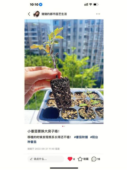 花盆种西红柿没有肥怎么办「种番茄的土」 花盆种西红柿没有肥怎么办「种番茄的土」 农业常识