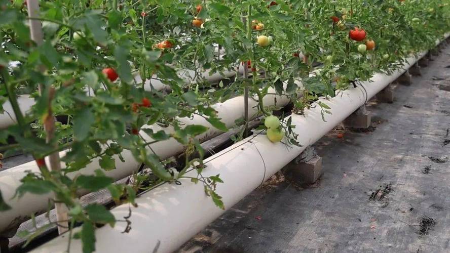 怎么能种出高产的无公害番茄「番茄断枝怎么水培种植的视频」 怎么能种出高产的无公害番茄「番茄断枝怎么水培种植的视频」 土壤施肥