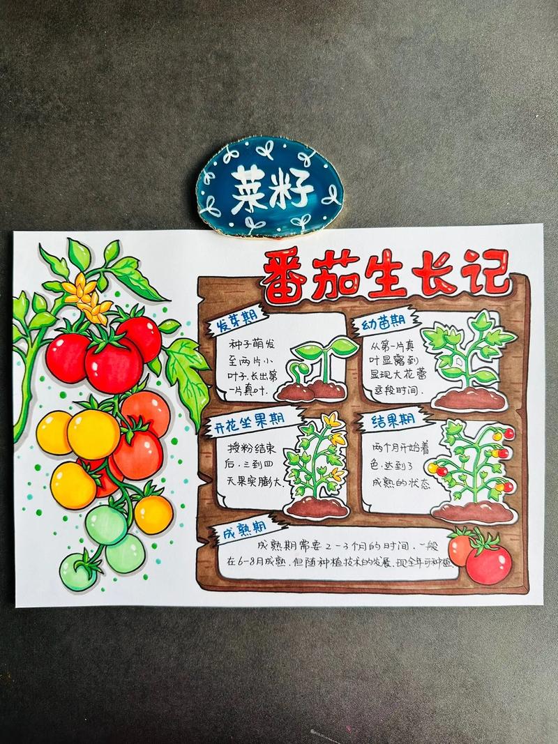 如何逐步培养孩子的读书兴趣「番茄种植小报怎么画图片」 如何逐步培养孩子的读书兴趣「番茄种植小报怎么画图片」 农业常识