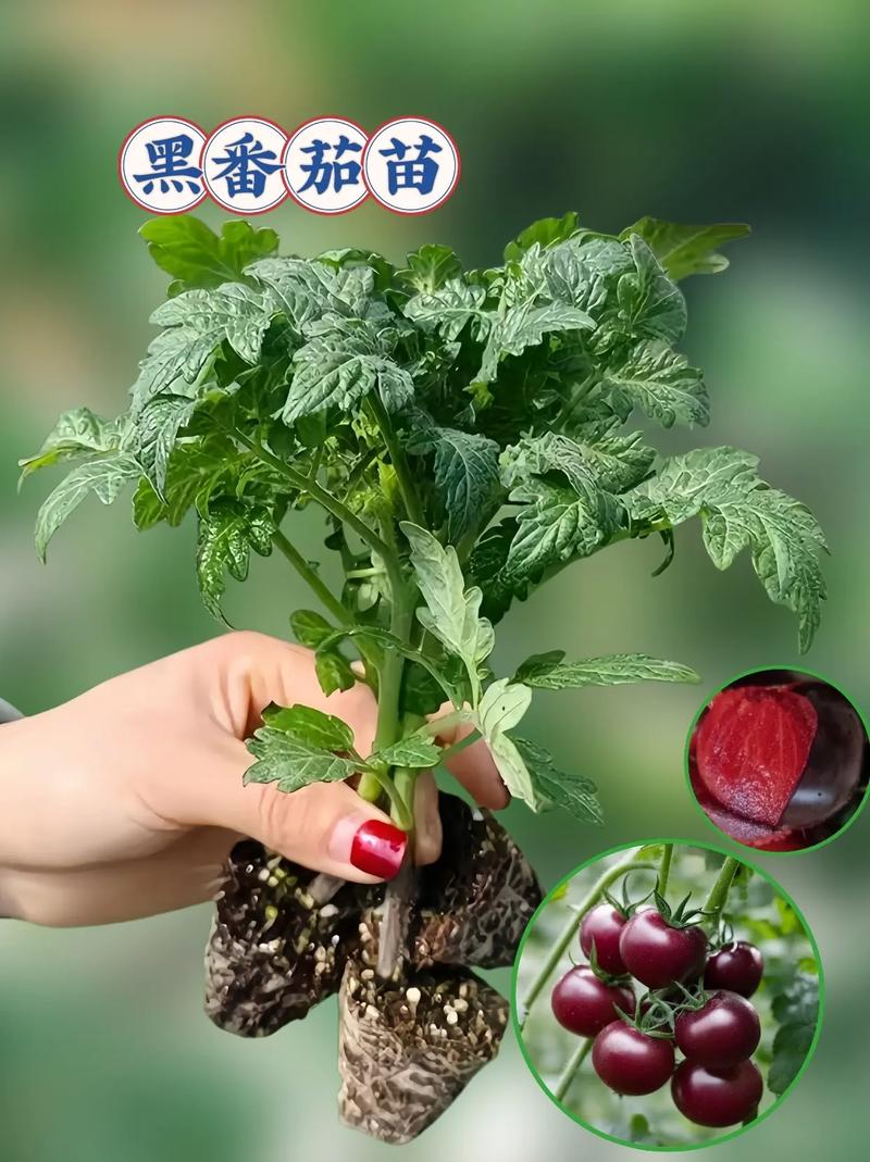 樱桃番茄种植方法「车厘子番茄怎么种植视频」 樱桃番茄种植方法「车厘子番茄怎么种植视频」 种植技巧
