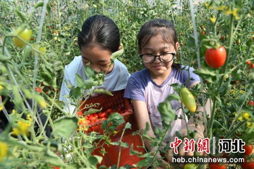 樱桃番茄种植方法全过程「樱桃番茄在地上怎么种植视频」 樱桃番茄种植方法全过程「樱桃番茄在地上怎么种植视频」 花朵知识