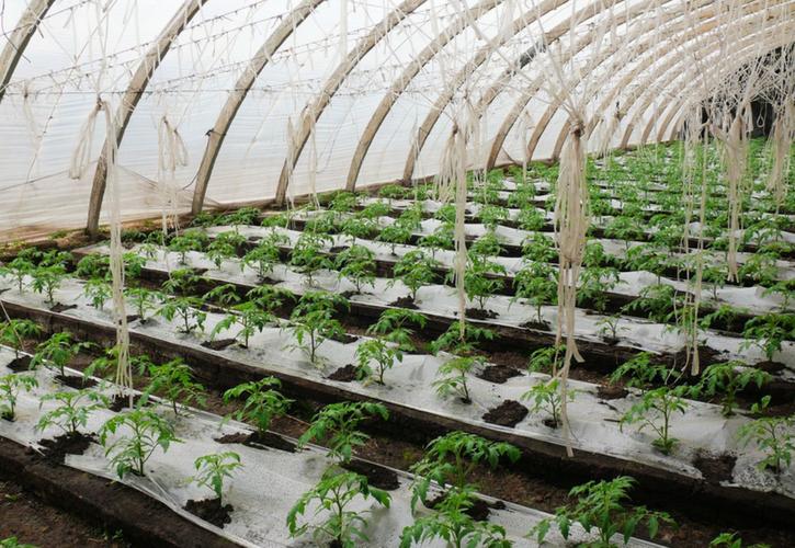 种植冷棚西红柿苗，该如何防冻「番茄种植防冻方案怎么写的」 种植冷棚西红柿苗，该如何防冻「番茄种植防冻方案怎么写的」 番茄病虫害防治