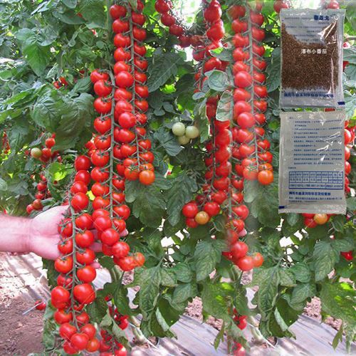 瀑布小番茄栽培技术「爆布番茄种子怎么种植视频」 瀑布小番茄栽培技术「爆布番茄种子怎么种植视频」 番茄种植技巧