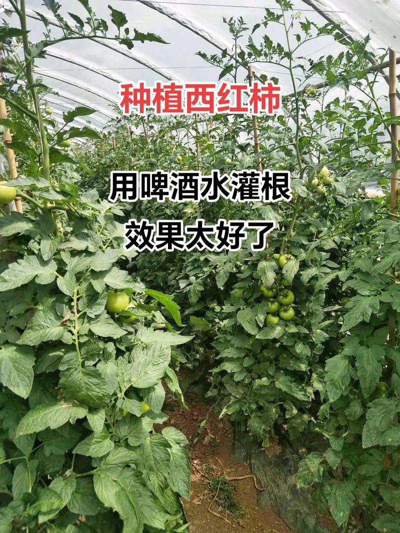 怎么冷藏西红柿「袋装种植番茄怎么种植」 怎么冷藏西红柿「袋装种植番茄怎么种植」 番茄病虫害防治