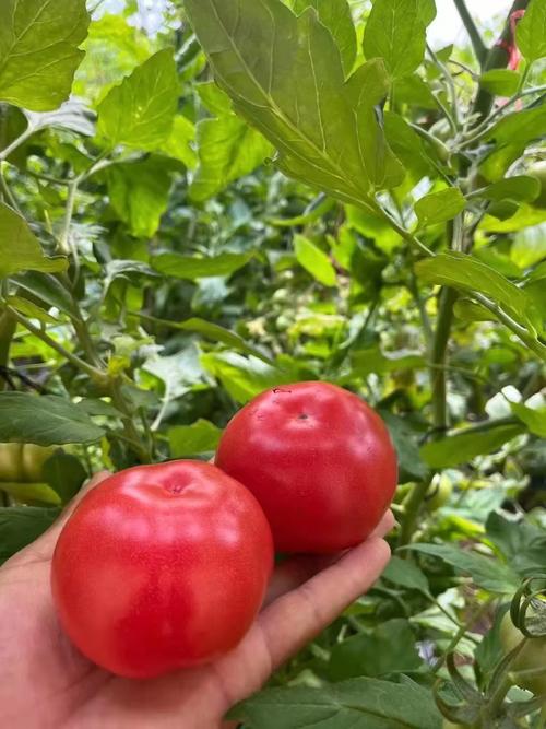 大棚种植普罗旺斯几月「番茄沙甜种子怎么种植视频」 番茄病虫害防治 大棚种植普罗旺斯几月「番茄沙甜种子怎么种植视频」 大棚种植普罗旺斯几月「番茄沙甜种子怎么种植视频」 番茄病虫害防治