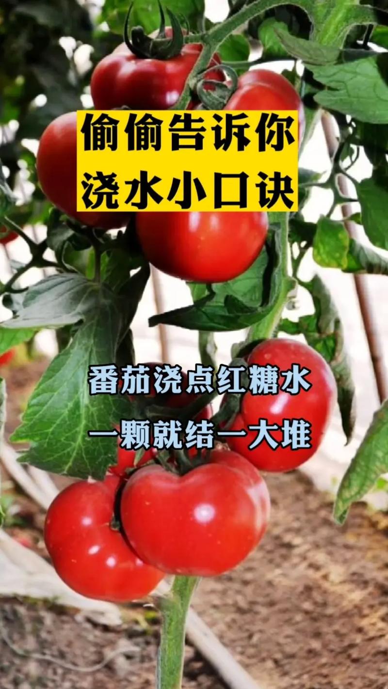 种植番茄怎么浇水「怎么种植水番茄视频」 种植番茄怎么浇水「怎么种植水番茄视频」 种植技巧