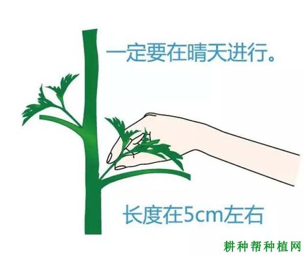 。葡萄西红柿怎样剪枝「番茄葡萄怎么种植方法」 。葡萄西红柿怎样剪枝「番茄葡萄怎么种植方法」 植物种类