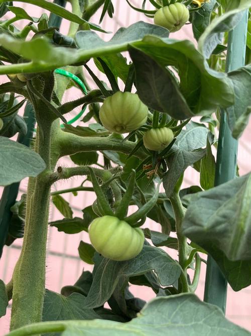 马蹄番茄的种植时间和方法「马蹄怎么种植小番茄种子图片」 马蹄番茄的种植时间和方法「马蹄怎么种植小番茄种子图片」 植物种类