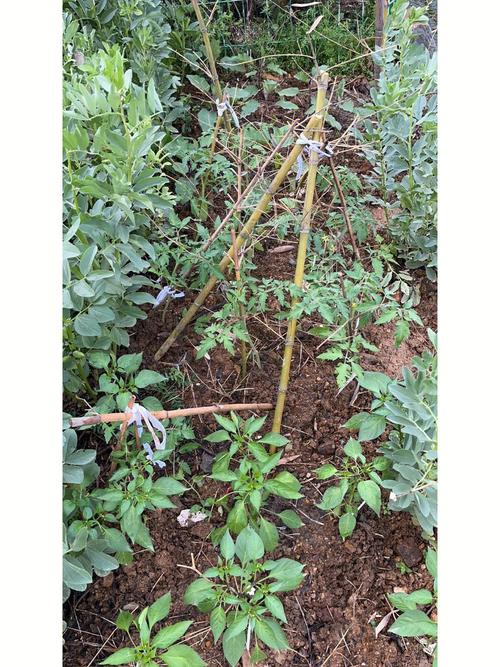 种西红柿怎么搭架子「番茄苗种植怎么绑杆视频」 种西红柿怎么搭架子「番茄苗种植怎么绑杆视频」 番茄种植技巧