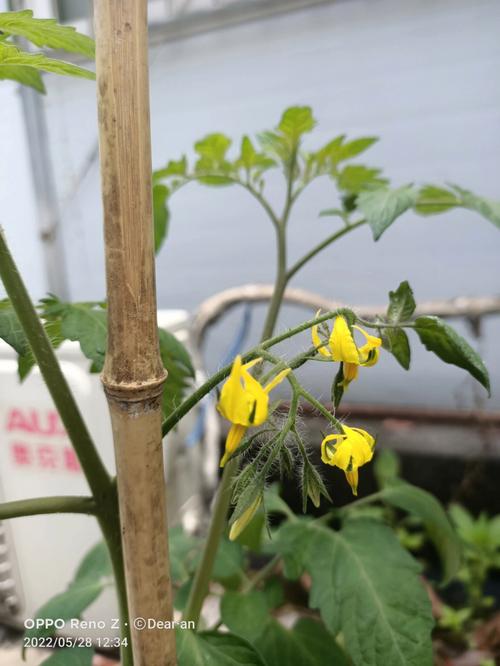 什么是花坛种植「草坪怎么种植小番茄苗视频」 什么是花坛种植「草坪怎么种植小番茄苗视频」 土壤施肥