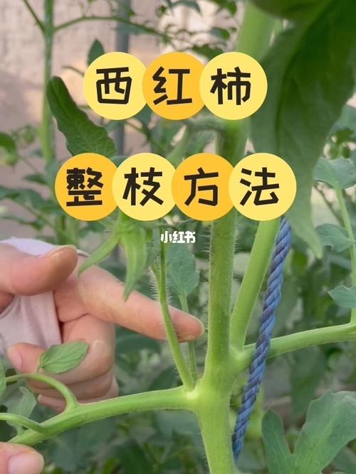 番茄整枝打杈方法「番茄种植怎么打侧枝视频」 番茄整枝打杈方法「番茄种植怎么打侧枝视频」 植物种类