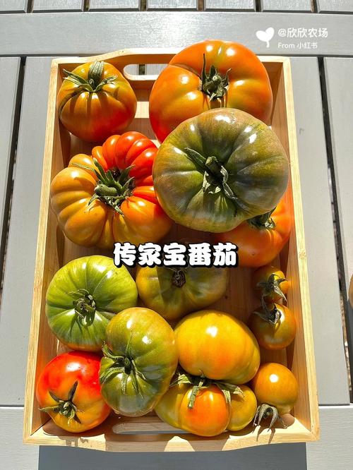 卡酷奇番茄好吃吗「智慧农场种植番茄怎么样啊」 卡酷奇番茄好吃吗「智慧农场种植番茄怎么样啊」 植物种类