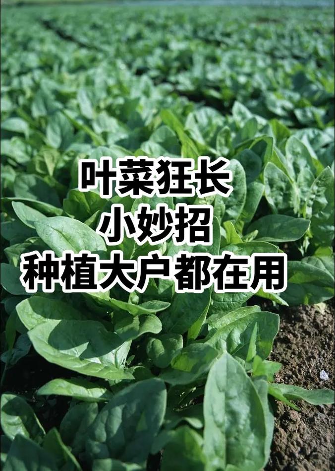 小院如何种菜「三农蔬菜种植技巧和方法视频」 小院如何种菜「三农蔬菜种植技巧和方法视频」 植物种类
