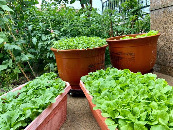 庭院内种植蔬菜的要求「庭园蔬菜种植技巧与方法视频」 植物种类 庭院内种植蔬菜的要求「庭园蔬菜种植技巧与方法视频」 庭院内种植蔬菜的要求「庭园蔬菜种植技巧与方法视频」 植物种类