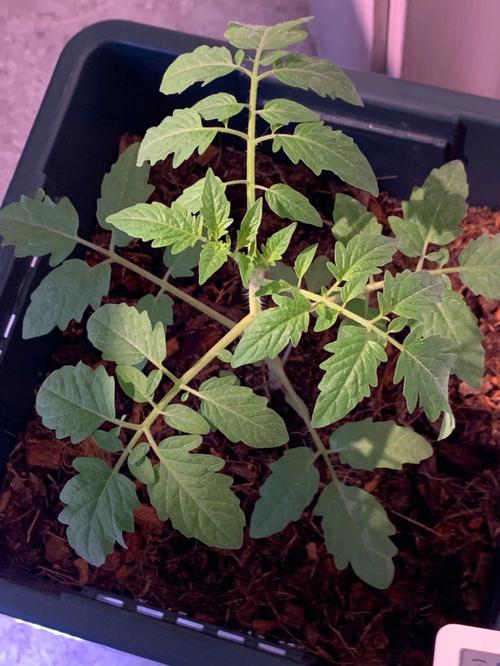 如何管理番茄幼苗「小番茄草怎么种植视频」 番茄种植技巧 如何管理番茄幼苗「小番茄草怎么种植视频」 如何管理番茄幼苗「小番茄草怎么种植视频」 番茄种植技巧