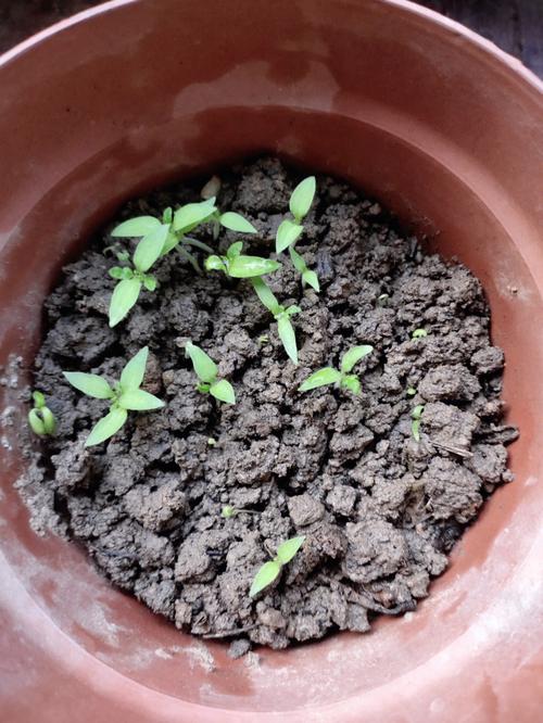 番茄花的摆盘方法「番茄薄荷种子怎么种植视频」 番茄花的摆盘方法「番茄薄荷种子怎么种植视频」 植物种类