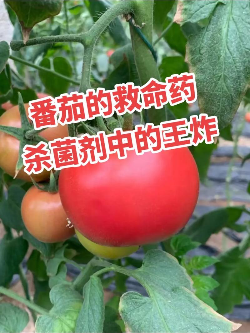 西红柿一般都打什么农药？该如何管理「番茄种植病虫怎么治疗」 西红柿一般都打什么农药？该如何管理「番茄种植病虫怎么治疗」 农业常识
